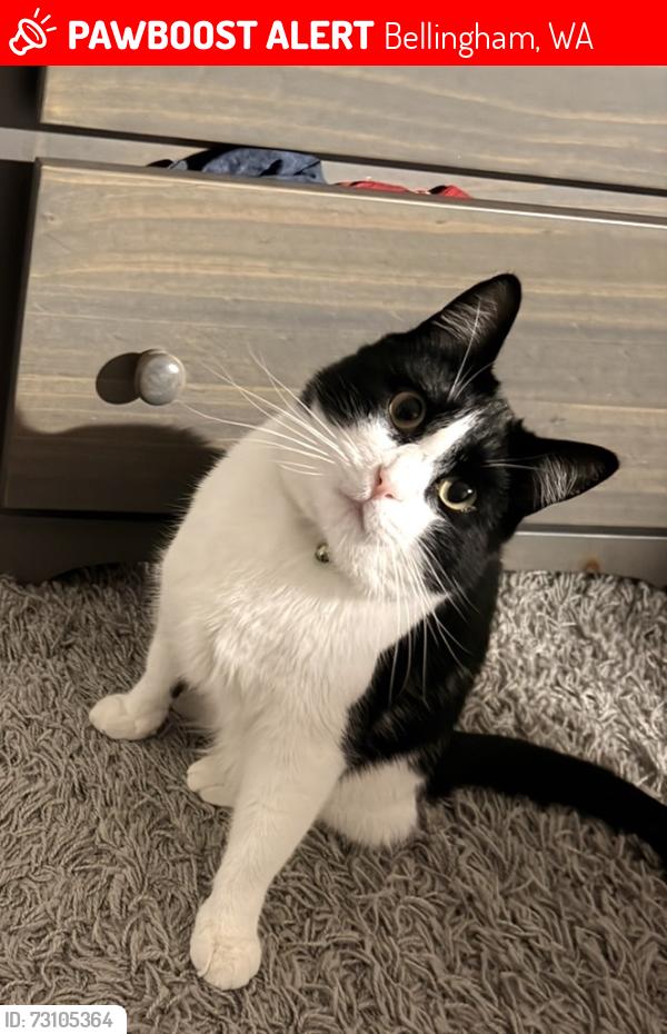 Lost Male Cat last seen Crown lane, Bellingham, WA 98228