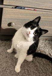 Lost Male Cat last seen Crown lane, Bellingham, WA 98228
