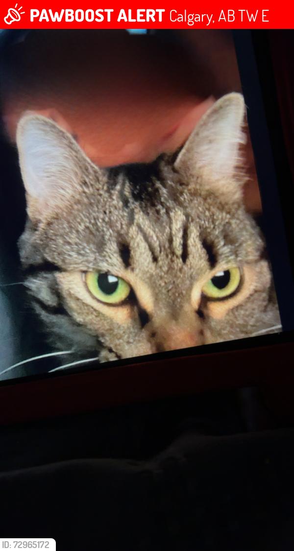 Lost Female Cat last seen Woodlands area, Calgary, AB T2W 5E7