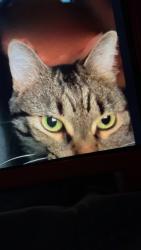 Lost Female Cat last seen Woodlands area, Calgary, AB T2W 5E7