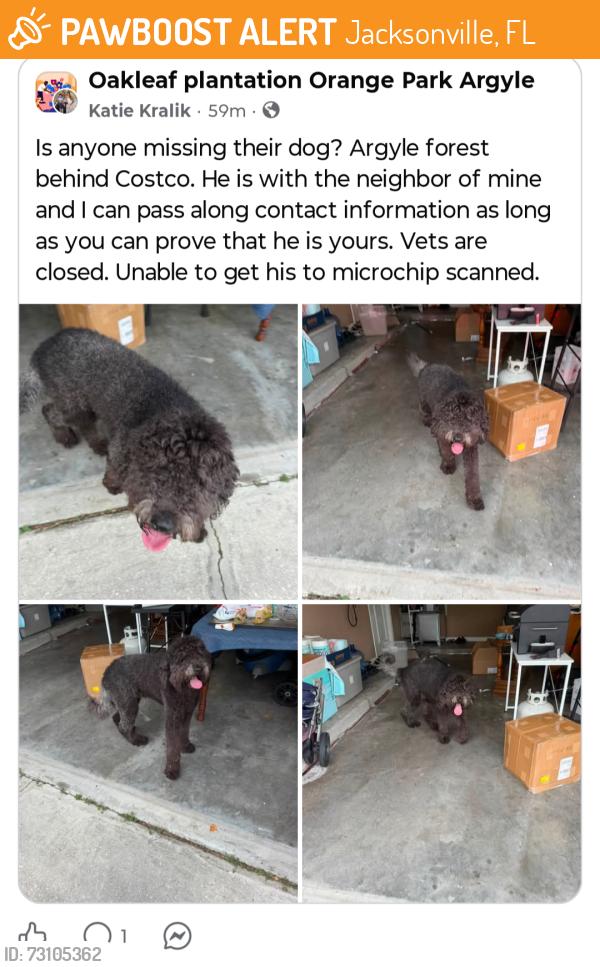 Found/Stray Male Dog last seen Eagles Perch Dr and Swamp Flower Dr, behind Costco on Parramore, Jacksonville, FL 32244