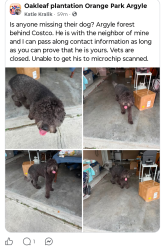 Found/Stray Male Dog last seen Eagles Perch Dr and Swamp Flower Dr, behind Costco on Parramore, Jacksonville, FL 32244