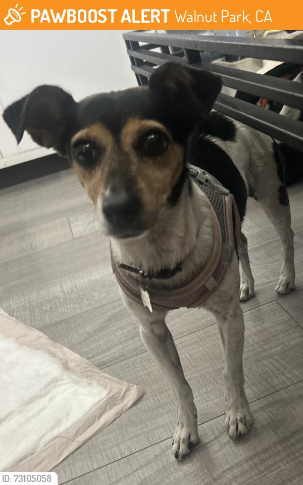 Found/Stray Female Dog last seen Plaza near Florence ave in walnut park, Walnut Park, CA 90255