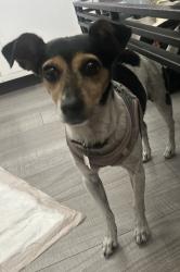 Found/Stray Female Dog last seen Plaza near Florence ave in walnut park, Walnut Park, CA 90255