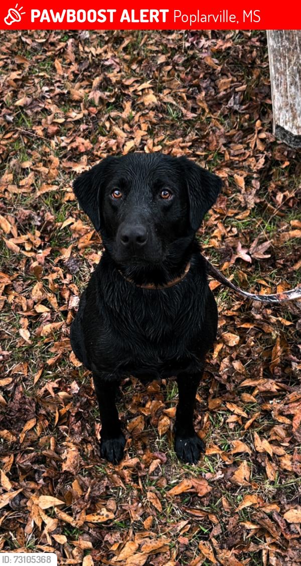 Lost Male Dog last seen N Jackson st, Poplarville, MS 39470