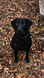 Lost Male Dog last seen N Jackson st, Poplarville, MS 39470