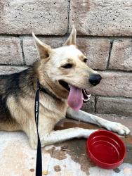 Found/Stray Unknown Dog last seen Texhoma and Enadia Way, Los Angeles, CA 91406
