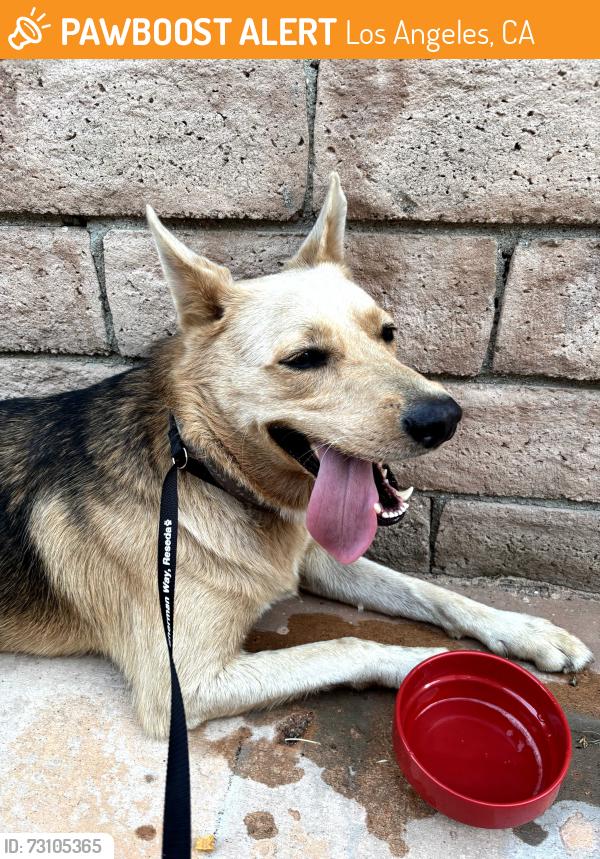 Found/Stray Unknown Dog last seen Texhoma and Enadia Way, Los Angeles, CA 91406
