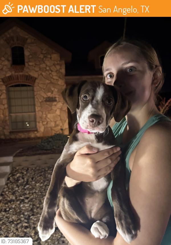 Found/Stray Female Dog last seen In between Overhill and clbh Lane in Bentwood, San Angelo, TX 76904