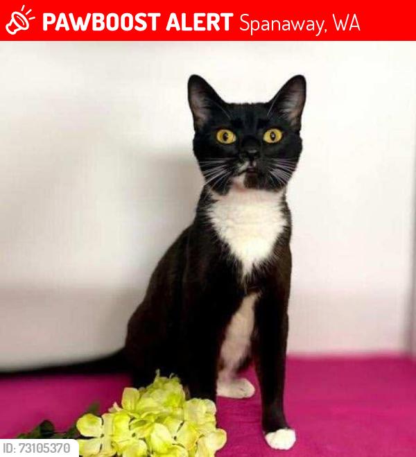 Lost Female Cat last seen Liberty Middle School, Spanaway, WA 98387