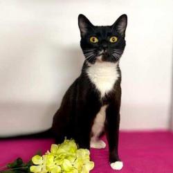 Lost Female Cat last seen Liberty Middle School, Spanaway, WA 98387