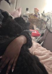 Reunited Male Cat last seen Alfred Road, Braintree, MA 02184