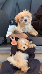 Reunited Female Dog last seen W 112th St & Lemoli Ave S, Inglewood, CA 90303, USA, Inglewood, CA 90303