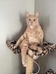 Lost Male Cat last seen Dixon Drive Saint Paul Park, Saint Paul Park, MN 55071