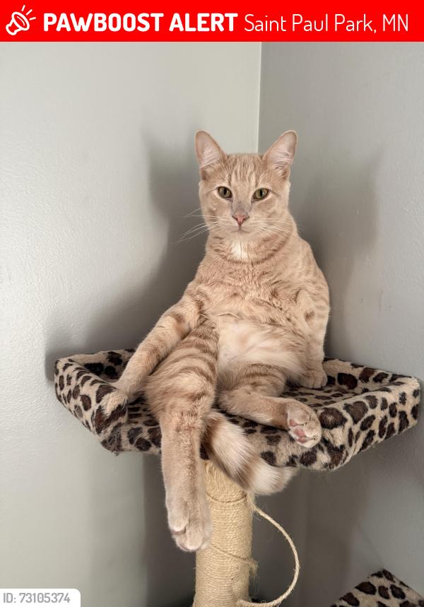 Lost Male Cat last seen Dixon Drive Saint Paul Park, Saint Paul Park, MN 55071