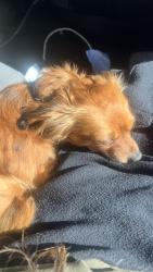 Reunited Male Dog last seen 21st ave sacramento, Sacramento, CA 95820