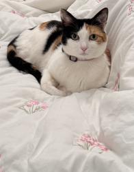 Reunited Female Cat last seen Santa Lucia Drive and San Marco, Pittsburg, CA 94565