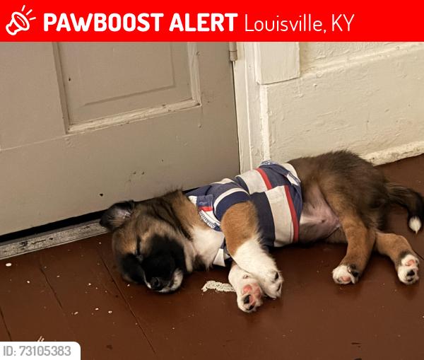 Lost Male Dog last seen Near Taylor Blvd, Louisville, KY 40215