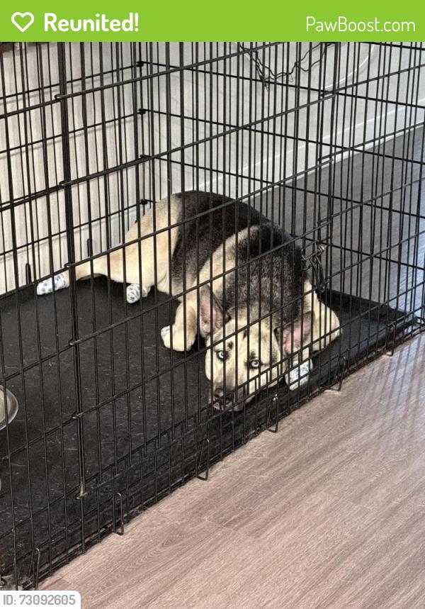 Reunited Male Dog last seen Ronald Reagan and 27 , Davenport, FL 33896