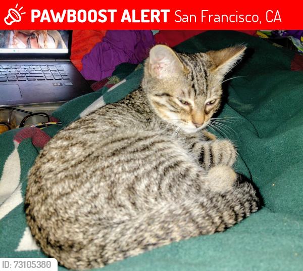 Lost Male Cat last seen Clement, San Francisco, CA 94121