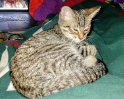 Lost Male Cat last seen Clement, San Francisco, CA 94121