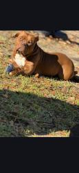 Reunited Male Dog last seen County rd 1125 Greenbriar rd 31 west, Tyler, TX 75704
