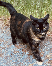 Lost Female Cat last seen Rose Ct. and Jeffers, Campbell, CA 95008