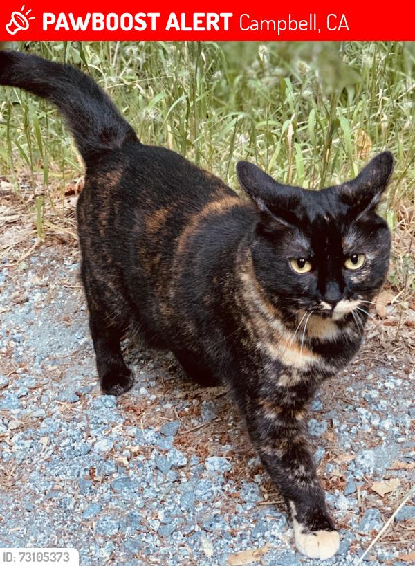 Lost Female Cat last seen Rose Ct. and Jeffers, Campbell, CA 95008