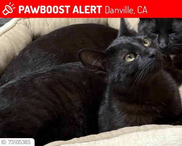 Lost Male Cat last seen Near El Rio, Danville, CA 94526