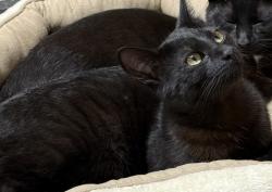 Lost Male Cat last seen Near El Rio, Danville, CA 94526