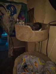 Reunited Female Cat last seen W 6th Ave and Vance st, Lakewood, CO 80226