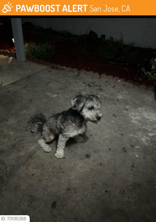 Found/Stray Unknown Dog last seen Ocala & king, San Jose, CA 95122