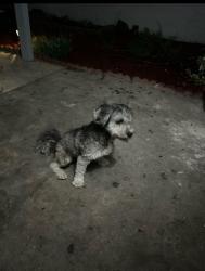 Found/Stray Unknown Dog last seen Ocala & king, San Jose, CA 95122