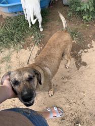 Reunited Female Dog last seen Pruitt, Grandview, Gibbs, Phosphate, Dobbins, Gallatin, TN 37066