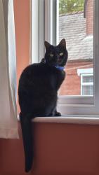 Reunited Male Cat last seen Hill Street by Greenfield Primary School, West Midlands, England DY8 1AR