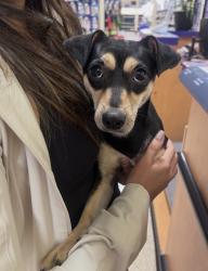 Reunited Female Dog last seen Whittier blvd between gunn and mills, Whittier, CA 90602