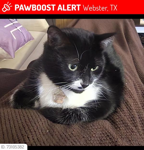 Lost Female Cat last seen Falls at Clear Lake, Webster, TX 77598