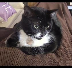 Lost Female Cat last seen Falls at Clear Lake, Webster, TX 77598