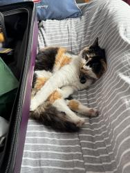 Lost Female Cat last seen Swan Road/ Hanworth Road , Greater London, England 