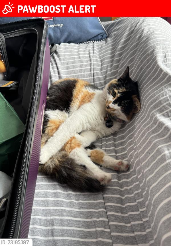 Lost Female Cat last seen Swan Road/ Hanworth Road , Greater London, England 