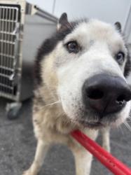 Shelter Stray Male Dog last seen , 1850 W 60th St, Los Angeles, CA 90047, USA