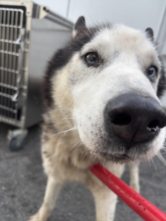 Shelter Stray Male Dog last seen , 1850 W 60th St, Los Angeles, CA 90047, USA