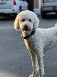 Reunited Female Dog last seen Cedar lane and high street, Portsmouth, VA 23703