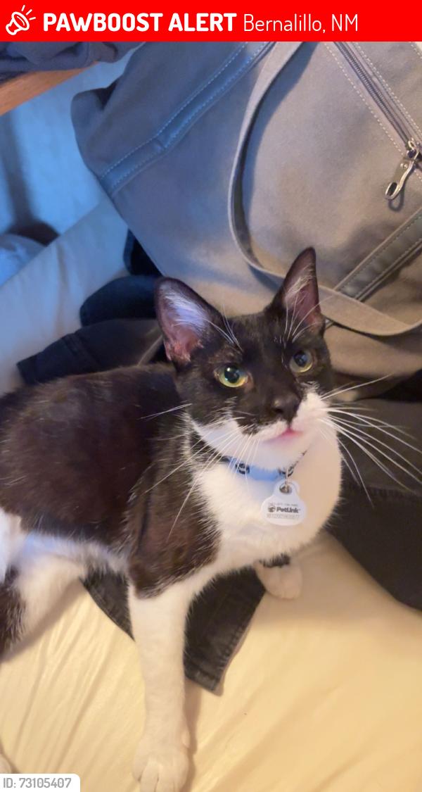 Lost Female Cat last seen Calla laguna, Bernalillo, NM 87004