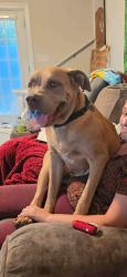 Found/Stray Female Dog last seen Near block e hill st, Louisville, KY 40217