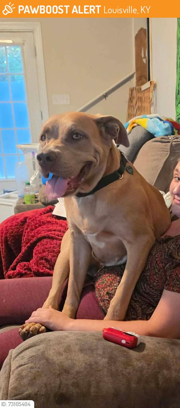 Found/Stray Female Dog last seen Near block e hill st, Louisville, KY 40217