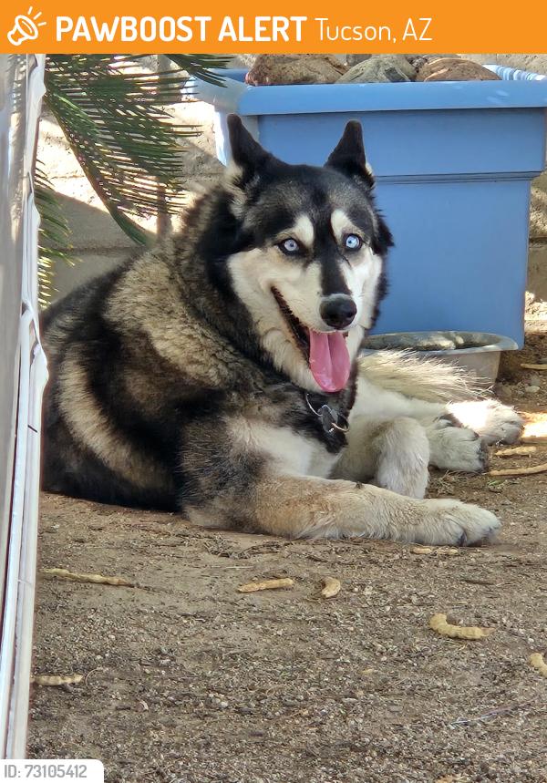 Found/Stray Female Dog last seen Broadway Blvd & Kolb Rd, Tucson, AZ 85710