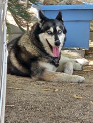 Found/Stray Female Dog last seen Broadway Blvd & Kolb Rd, Tucson, AZ 85710