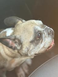 Reunited Female Dog last seen Loveland and Ajax or Loveland and El Selinda, Bell Gardens, CA 90201