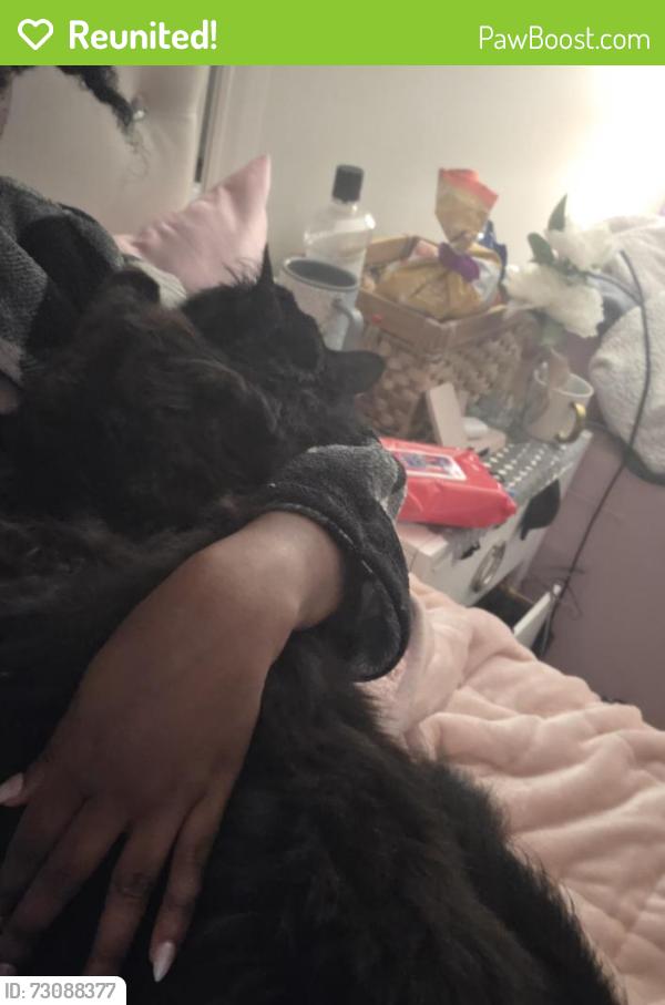 Reunited Male Cat last seen Alfred Road, Braintree, MA 02184